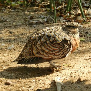 Pin-tailed Sandgrouse