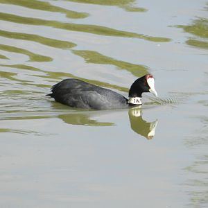 Red-knobbed Coot