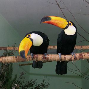 Toco toucans