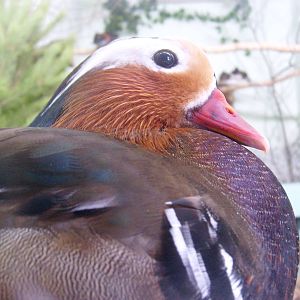 Mandarin duck