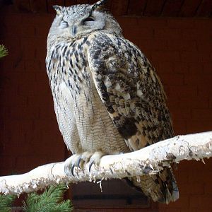 Eurasian eagle owl (phased out)
