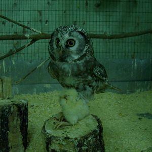 Boreal owl (phased out)