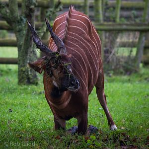 Eastern bongo : Howletts : 14 Oct 2014