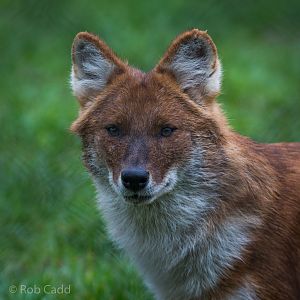 Dhole : Howletts : 14 Oct 2014