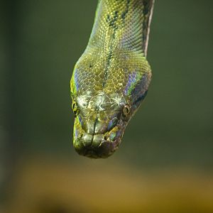 Reticulated python : Wingham : 13 Oct 2014