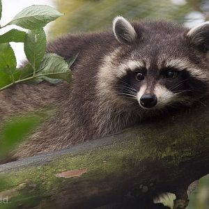 Raccoon : Wingham : 13 Oct 2014