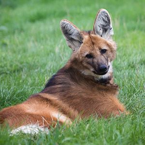 Maned wolf : Hamerton : 05 Sep 2014