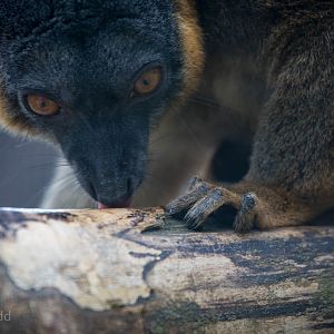 Collared brown lemur : Hamerton : 05 Sep 2014