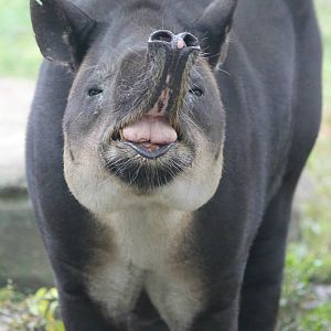 Baird's Tapir smile