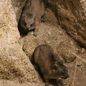 Rock hyrax babies - Born in September 2014