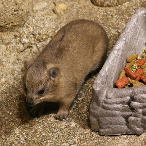 Rock hyrax baby - Born in September 2014