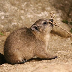 Rock hyrax baby - Born in September 2014