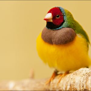 Gouldian finch at Burgers Zoo
