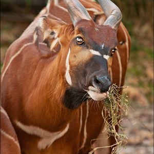 Bongo at Burgers Zoo