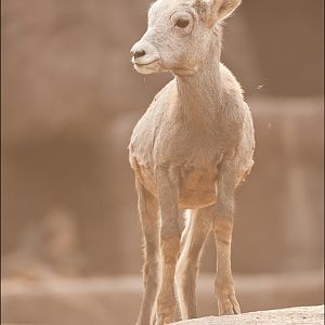 Bighorn sheep at Burgers Zoo