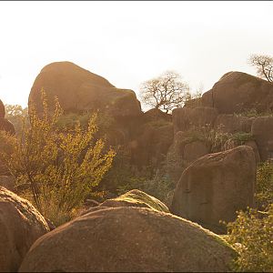 Savannah rocks at Burgers Zoo