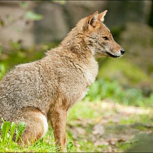 Golden jackal at Burgers Zoo