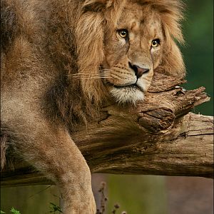 Male lion at Burgers Zoo