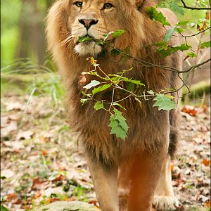 Male lion at Burgers Zoo