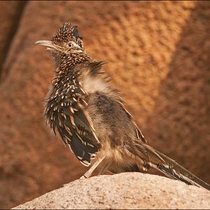 Roadrunner at Burgers Zoo
