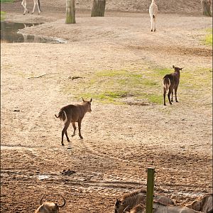 The savannah at Burgers Zoo