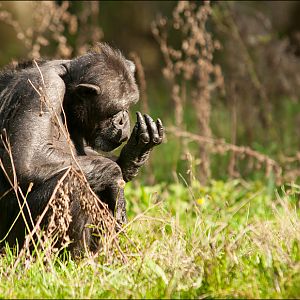 Chimp at Burgers Zoo