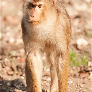 Pig-tailed macaque at Burgers Zoo