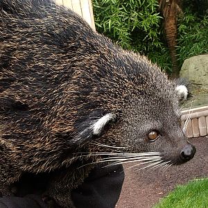 "Pop"  - Palawan Binturong