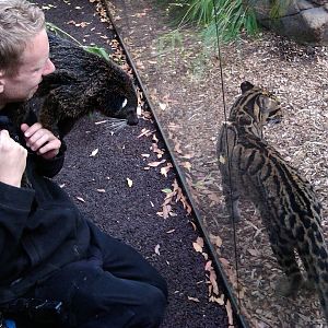 Palawan Binturong AND Clouded Leopard ... ( 23rd Sept 2014 )