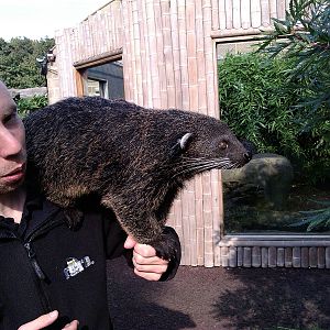 Palawan Binturong with Keeper (23rd Sept 2014 )