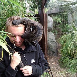 Palawan Binturong getting friendly with keeper !! ( 23rd Sept 2014 )