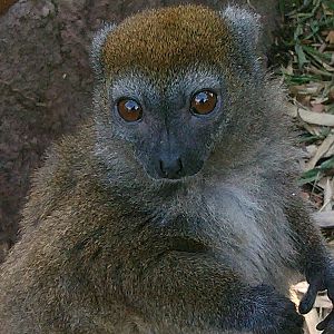 Sambirano Bamboo Lemur (23rd sept 2014 )