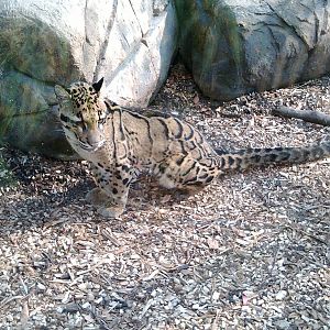 Clouded leopard (23rd sept 2014 )