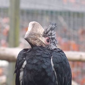 Silvery-cheeked Hornbill