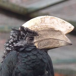 Silvery-cheeked Hornbill