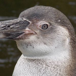 Humboldt Penguin