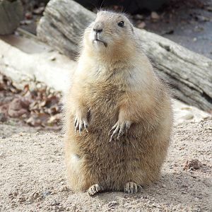 Black-tailed prairie dog
