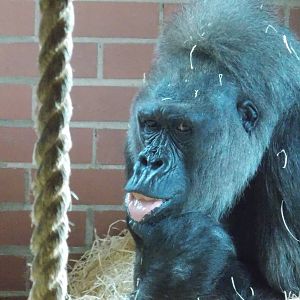 Western lowland gorilla