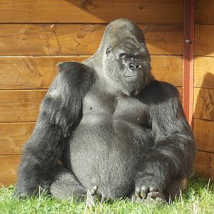Western lowland gorilla