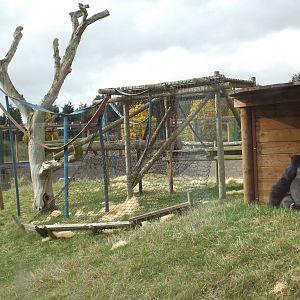 Western lowland gorilla enclosure