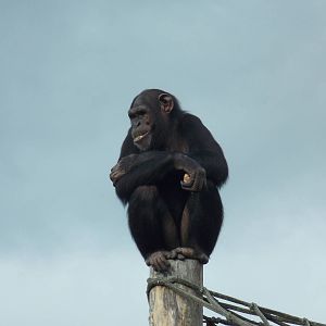 Chimpanzee