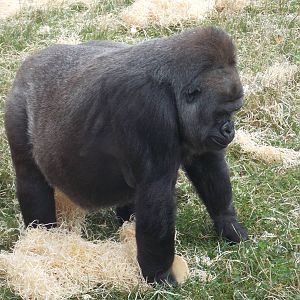 Western lowland gorilla