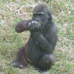 Western lowland gorilla