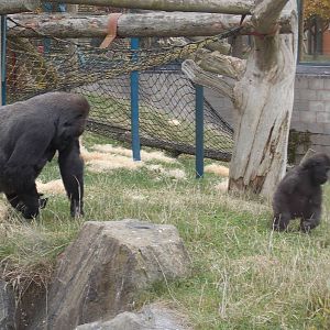 Western lowland gorillas