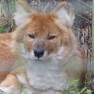 Dhole