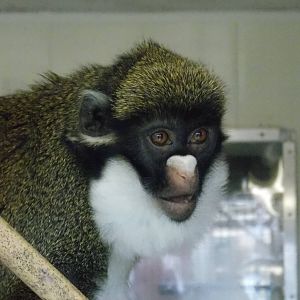 Lesser spot-nosed monkey