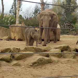 Asian elephants