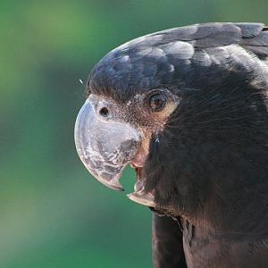 Red-tailed Black-cockatoo
