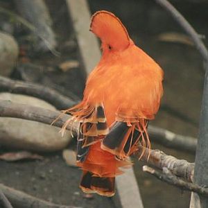 Guianan Cock-of-the-rock