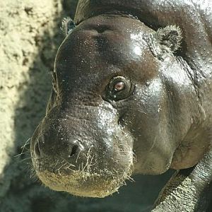 Pygmy Hippopotamus